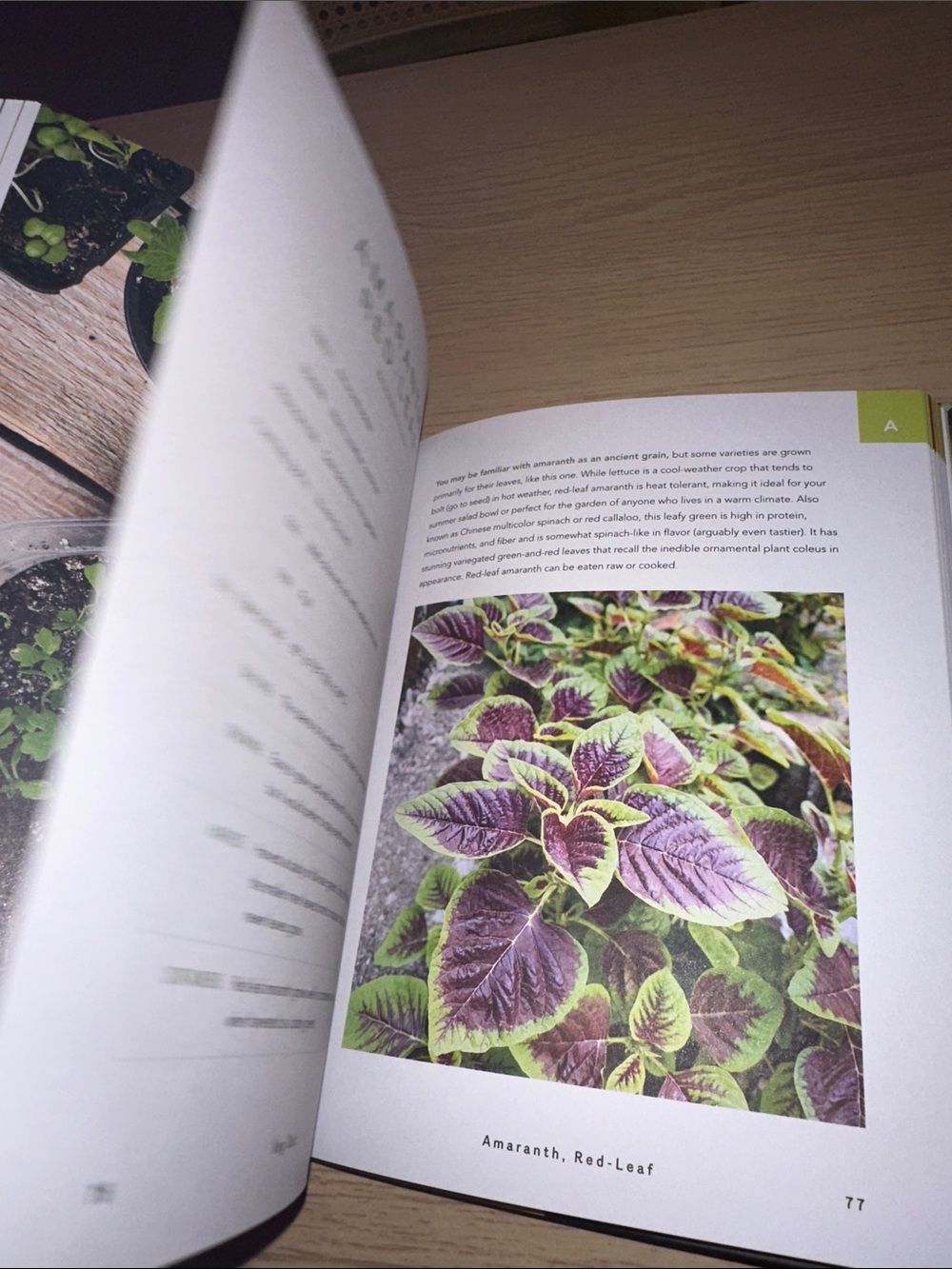 Veg Out! - Colorful Gardening Guide (Pink) - Picture 4 of 6